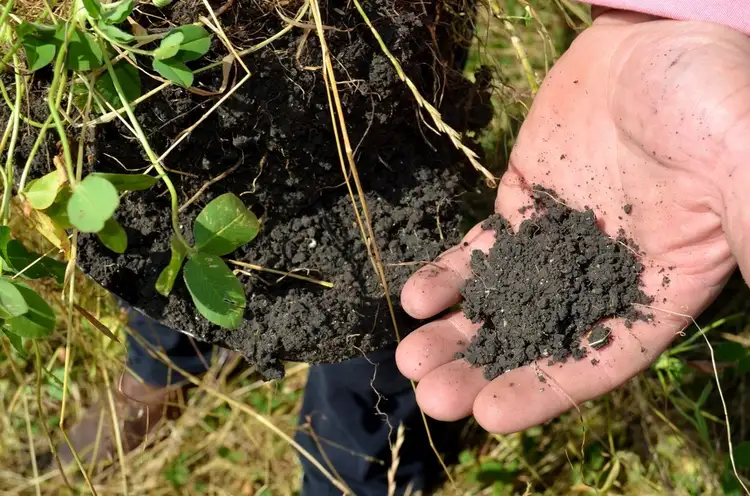 Fifth view of Homely rural property listing, 204 Majors Road, Millicent SA 5280