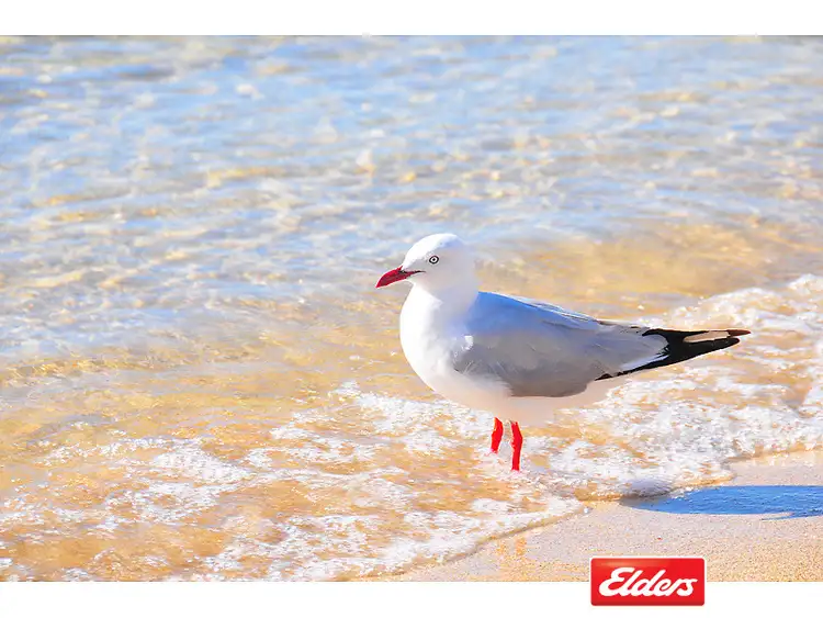 Fifth view of Homely land listing, Lot 21 McFarlane, Kingston Se SA 5275