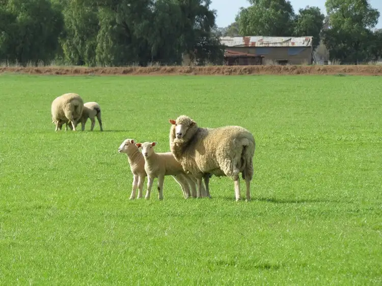 Main view of Homely rural property listing, 993 Hardings Road, Picola VIC 3639