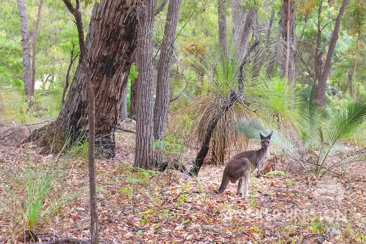 Fourth view of Homely house listing, 31 Dalton Way, Molloy Island WA 6290