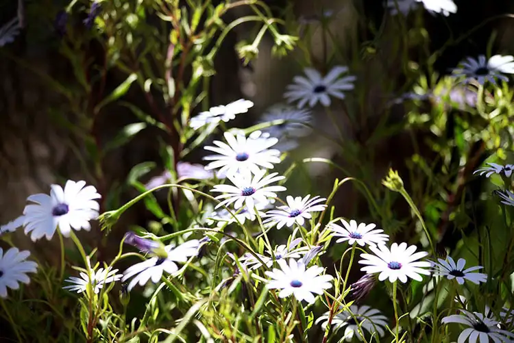 Seventh view of Homely house listing, 252 Louisa Circle, Morangup WA 6083