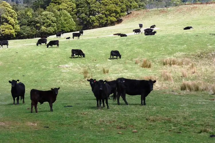 29371 Tasman Highway, Weldborough TAS 7264