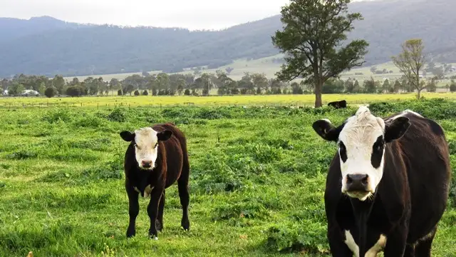 Fourth view of Homely rural property listing, "Moorabool" New England Highway, Scone NSW 2337