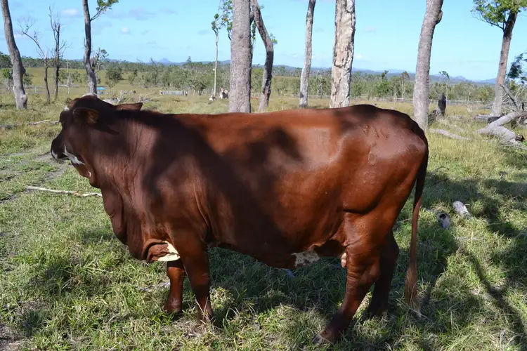 Third view of Homely rural property listing, . Madges Road, Bungundarra QLD 4703