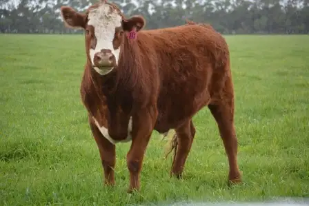 Main view of Homely rural property listing, Section 36,38 Batemans road, Hatherleigh SA 5280