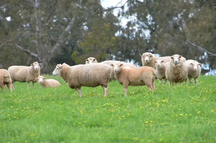 Fifth view of Homely rural property listing, Sec 218 Comaum School Road, Penola SA 5277