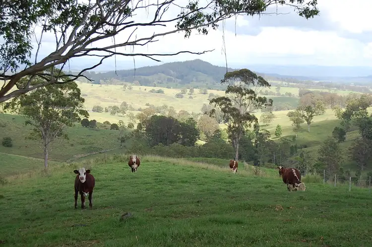Main view of Homely rural property listing, Yates Road, Mallanganee NSW 2469