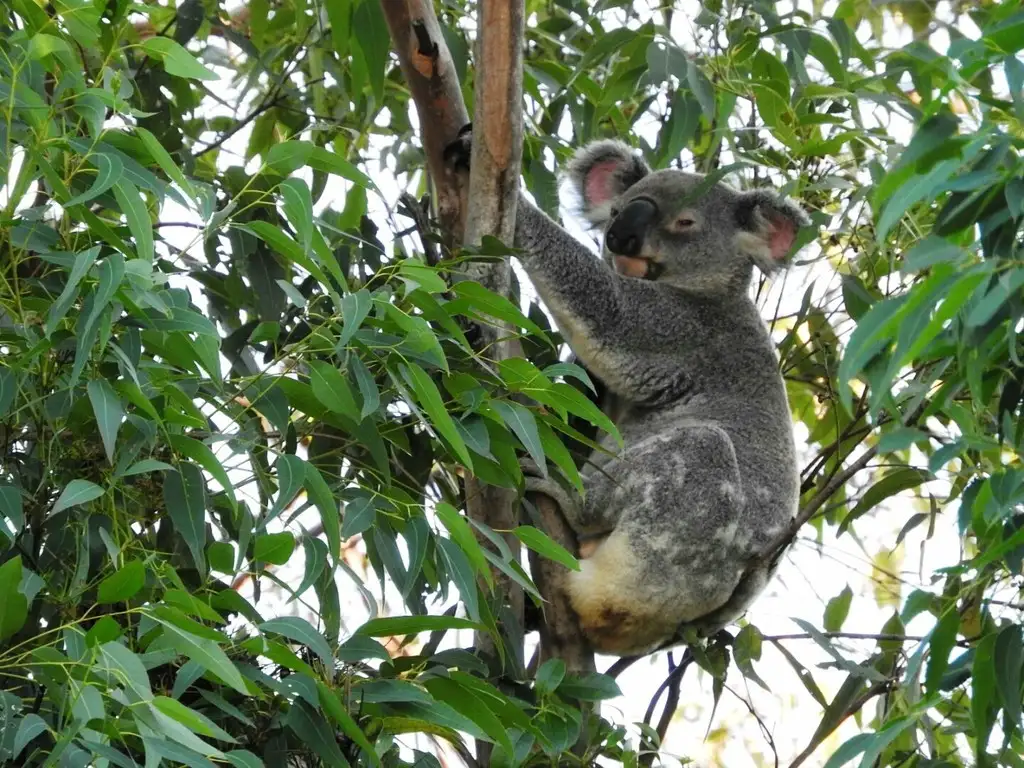 Main view of Homely house listing, 21 Pacific View Drive, Tinbeerwah QLD 4563