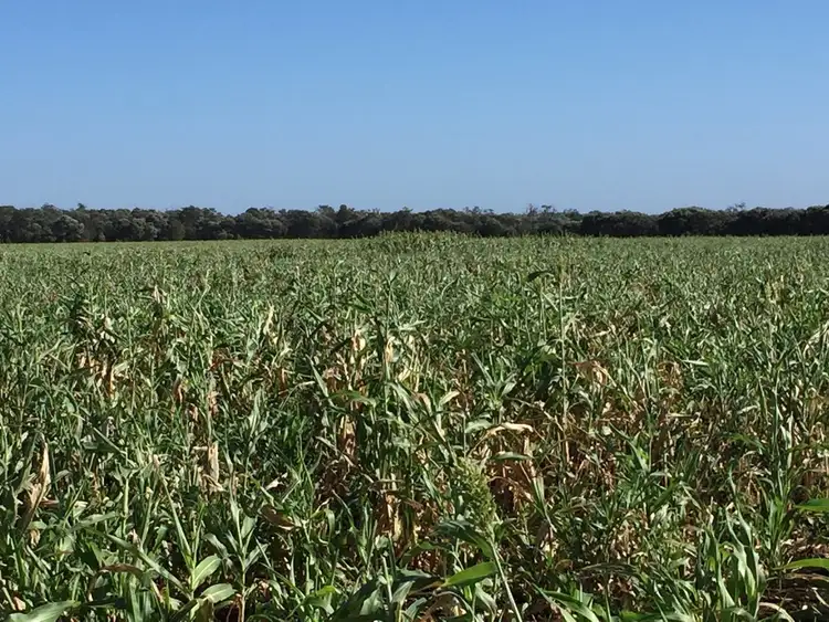 Third view of Homely rural property listing, " Wollambi ", Meandarra QLD 4422