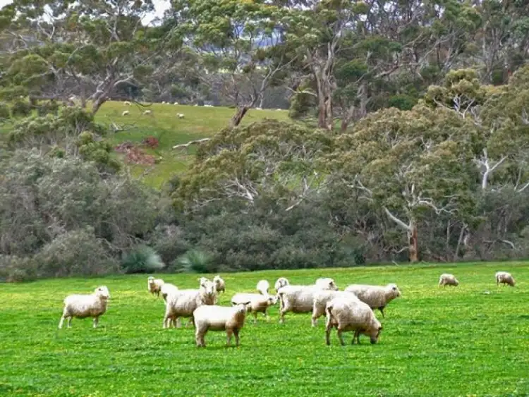 Sixth view of Homely rural property listing, Lot 51 Bark Hut Road, Cassini SA 5223