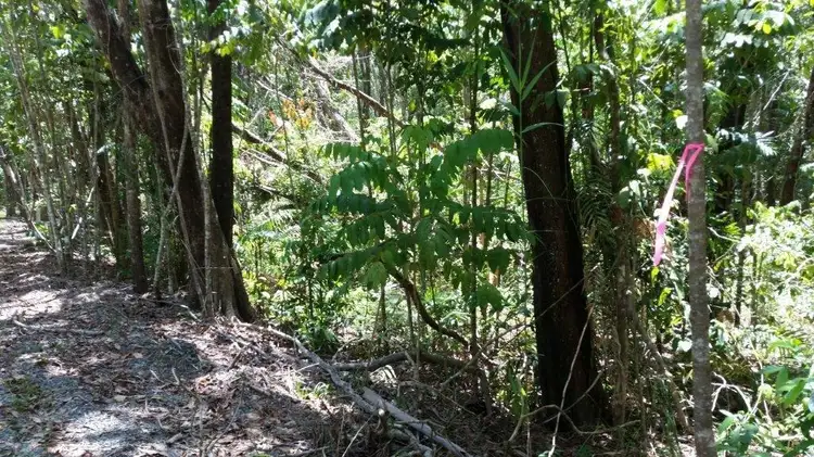 Fourth view of Homely land listing, Lot 10 Andrew Road, Forest Creek,, Daintree QLD 4873