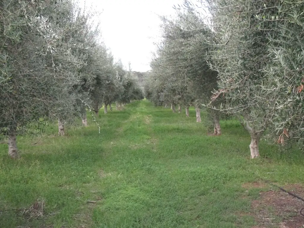 Main view of Homely rural property listing, A3 Kallina Dr, Mypolonga SA 5254
