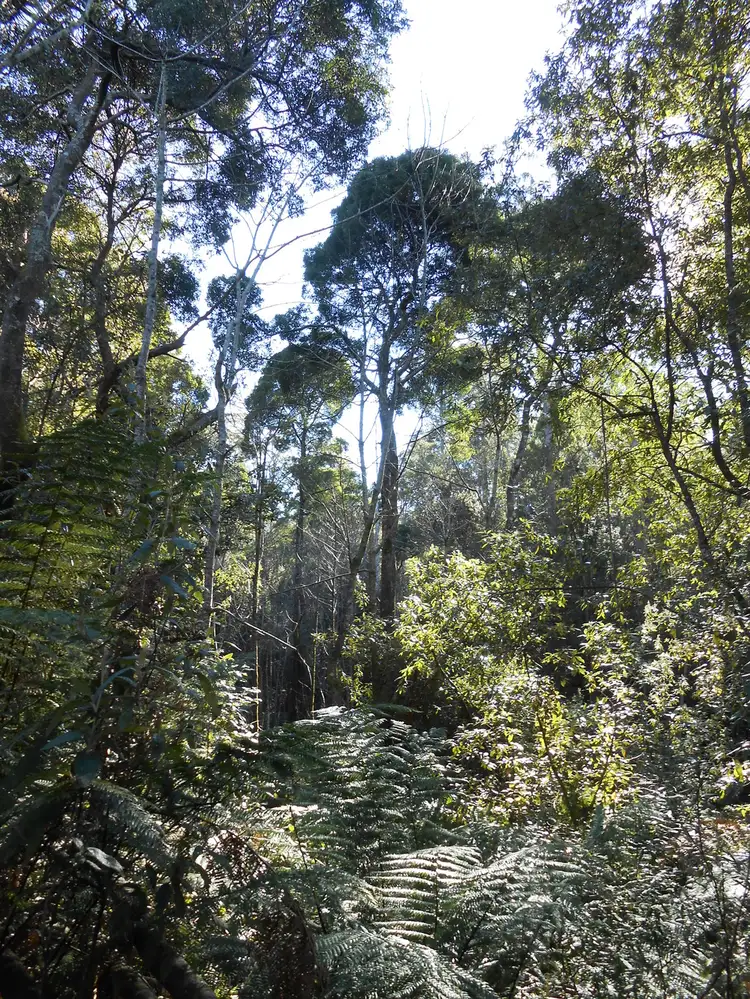 Second view of Homely rural property listing, Lot 1 Myrtle Creek Road, Liffey TAS 7301