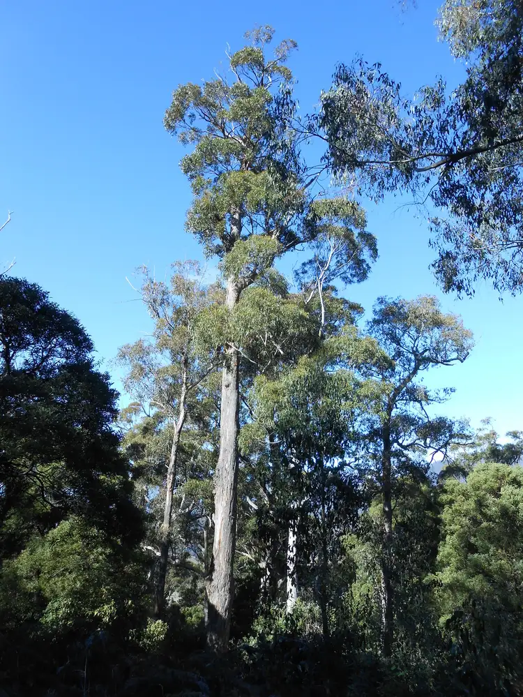 Seventh view of Homely rural property listing, Lot 1 Myrtle Creek Road, Liffey TAS 7301