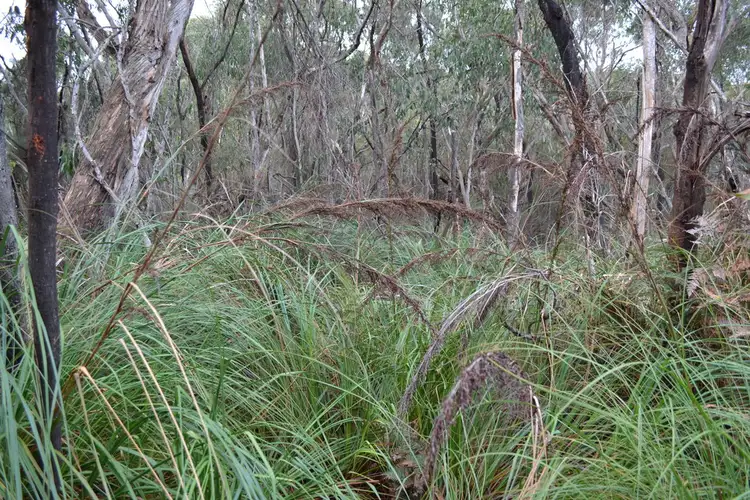 Fourth view of Homely rural property listing, Lot 1 MOUNT TAYLOR ROAD, Gosse SA 5223