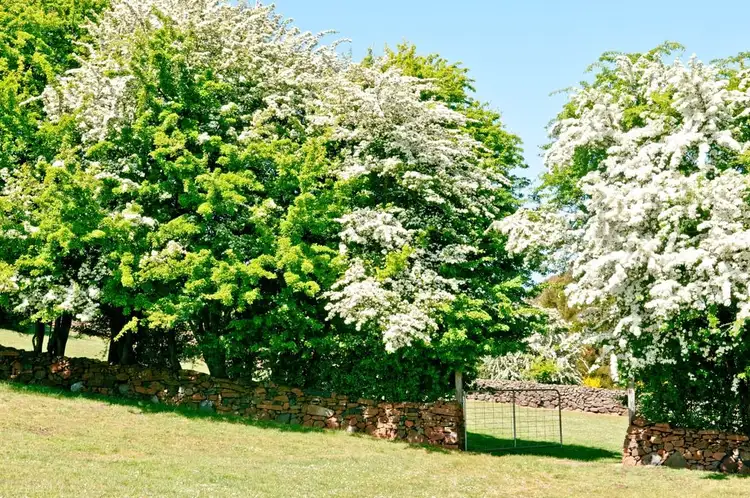 Fifth view of Homely land listing, 4 Tower Hill Street, Deloraine TAS 7304
