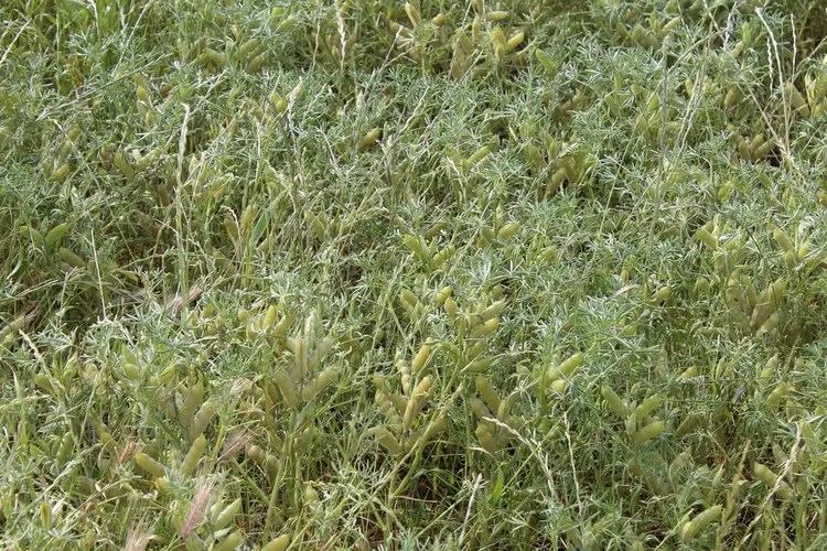 Fifth view of Homely rural property listing, Allotment 4 Bawdens Road, Tumby Bay SA 5605