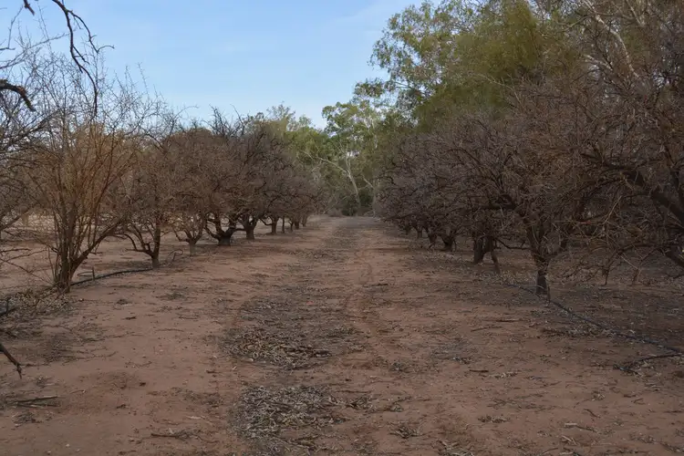 Sixth view of Homely rural property listing, 91 Cemetery Road, Pooncarie NSW 2648