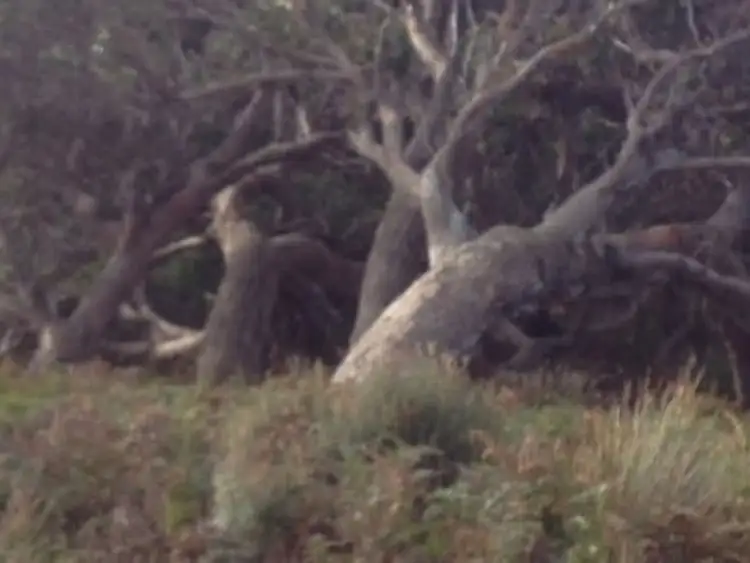 Fourth view of Homely land listing, 543 Safety Cove Road, Port Arthur TAS 7182