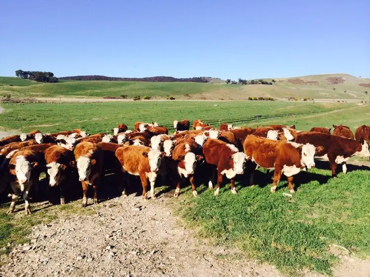 Main view of Homely rural property listing, Mount Wayo 616 Woodhouselee Road, Goulburn NSW 2580