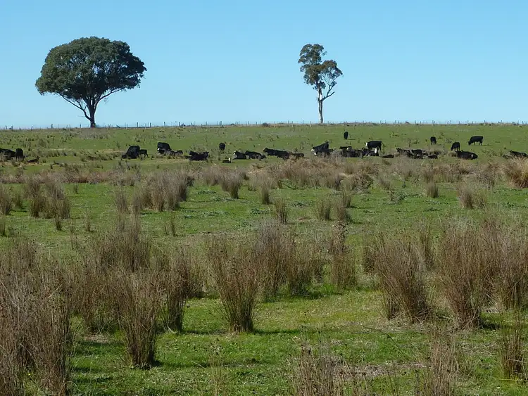 Fourth view of Homely rural property listing, 300 McClures lane Keajura, Wagga Wagga NSW 2650