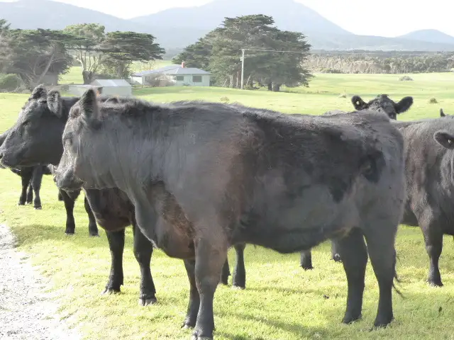 Main view of Homely house listing, 839 Lady Barron Road, Ranga, Flinders Island TAS 7255