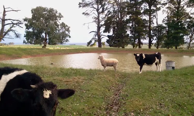 Fourth view of Homely rural property listing, 505 Ferry Hills Road, Wando Vale, Casterton VIC 3311