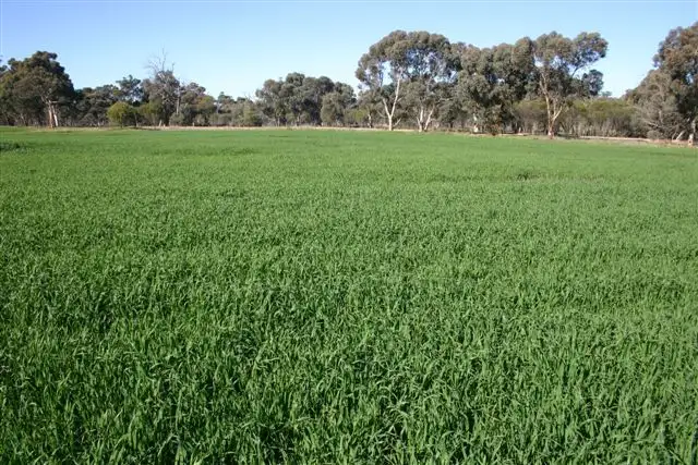 Third view of Homely rural property listing, 23843 Popanyinning West Road, Popanyinning WA 6309