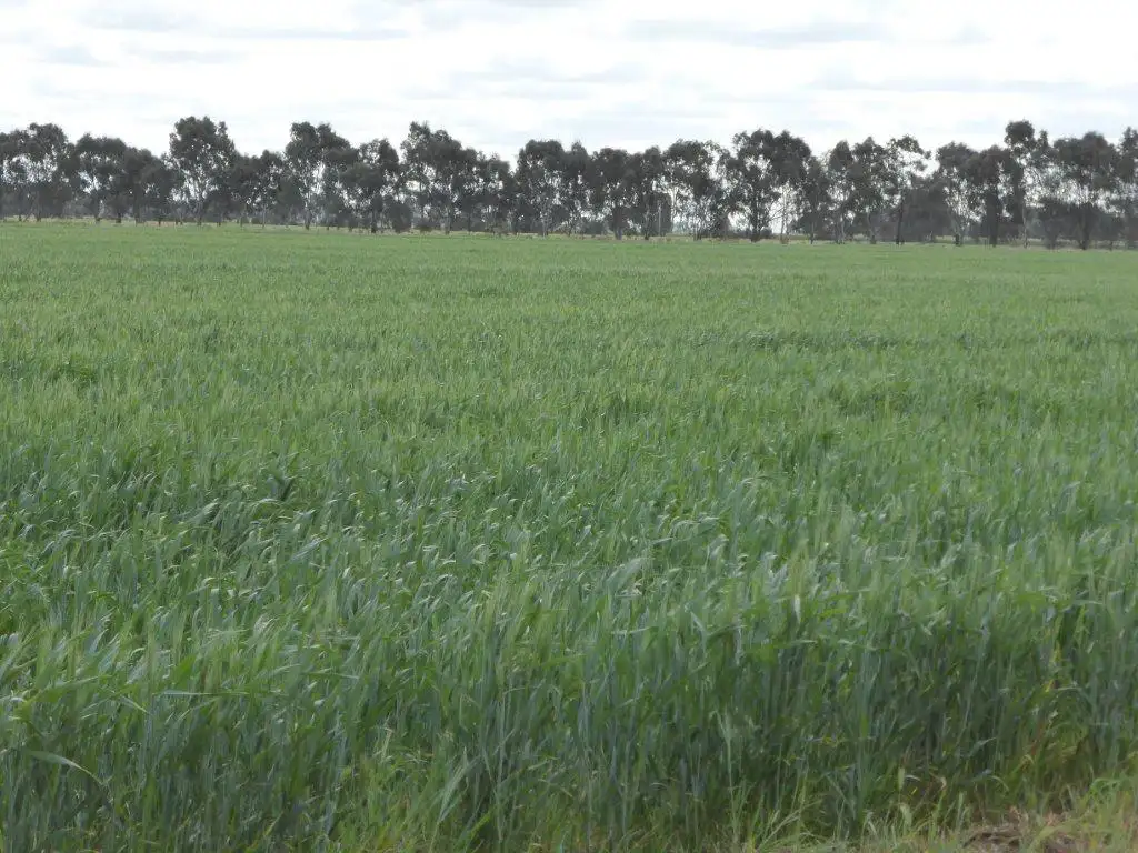 Main view of Homely rural property listing, | Kweong |, Finley NSW 2713