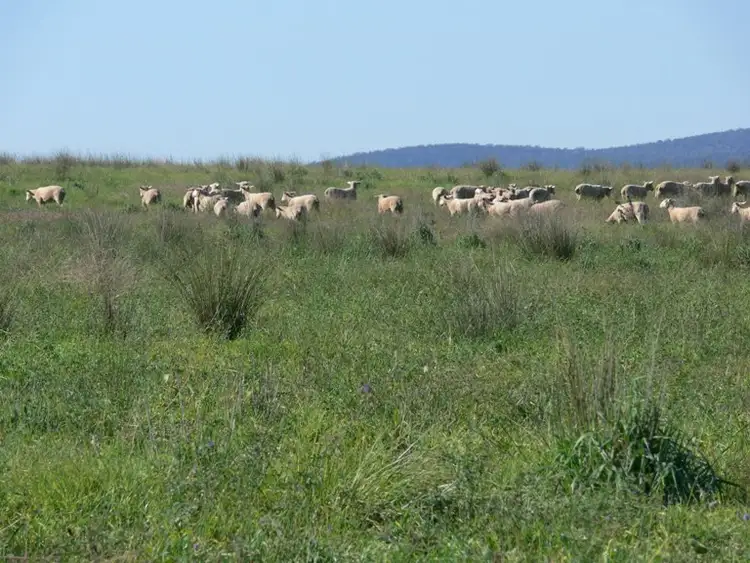 Third view of Homely rural property listing, 228 Cannons Rd, Gooloogong, Cowra NSW 2794