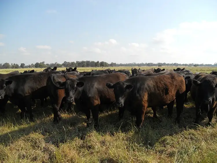 Sixth view of Homely rural property listing, Lot 8 Mounsey Road, West Coolup WA 6214