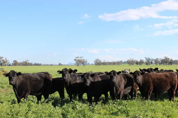 Main view of Homely rural property listing, 415 Melrose Road, Mullaley NSW 2379