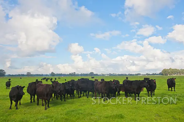 167 Treeton Road, Cowaramup WA 6284