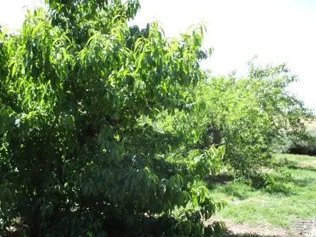 Fifth view of Homely land listing, 268 Macdonnell street, Springton SA 5235