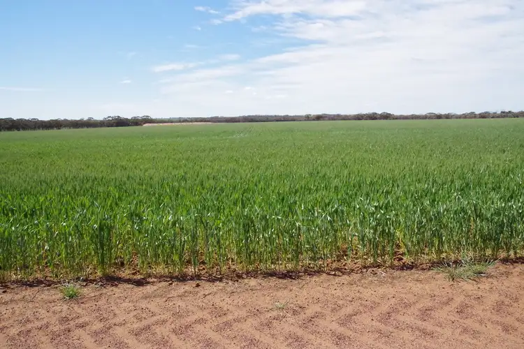 Fourth view of Homely rural property listing, Dalawn Corrigin Narembeen Rd, Corrigin WA 6375