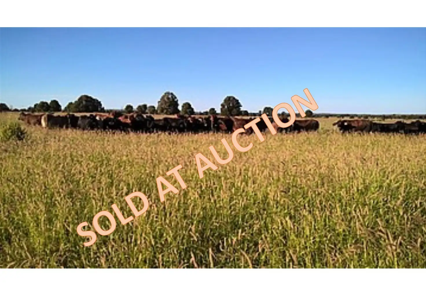 Main view of Homely rural property listing, 1013 Bundalba Road, Goovigen QLD 4702