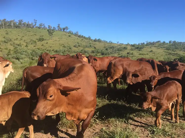 Fifth view of Homely rural property listing, . Lenz Road, Duaringa QLD 4712