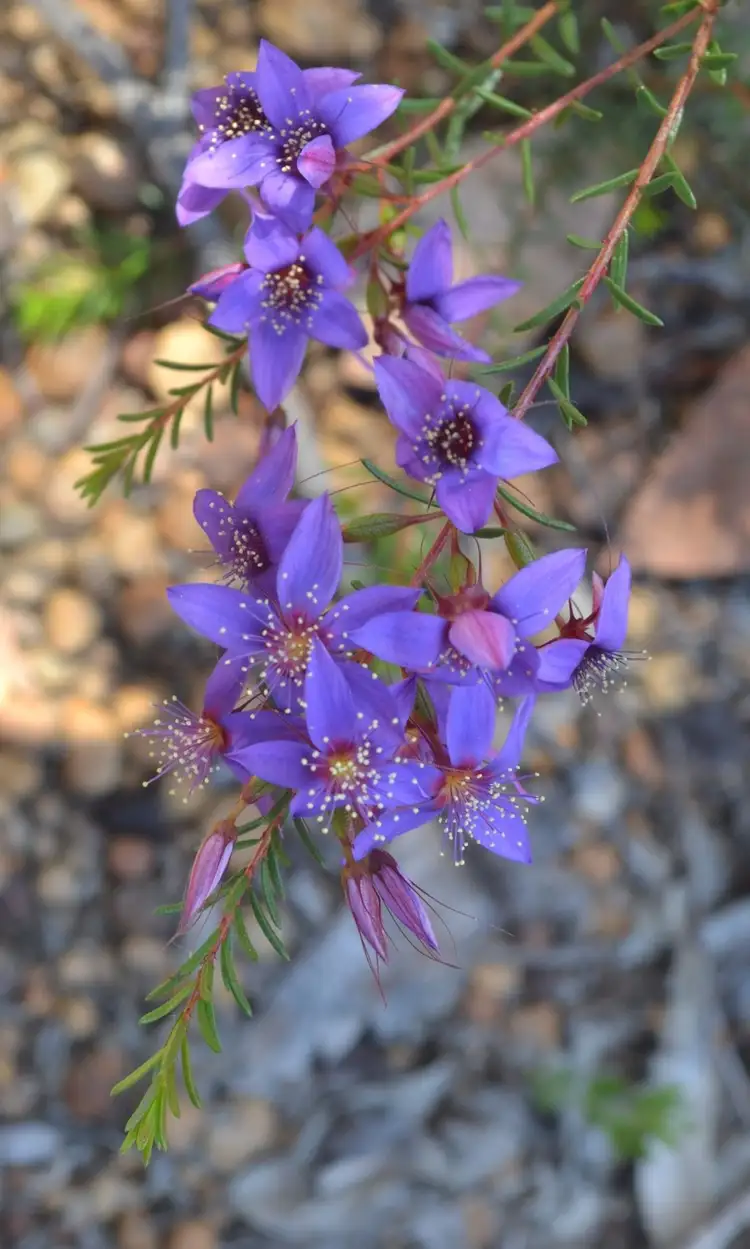 Fifth view of Homely land listing, Lot 7 Eagle Glen Rise, Gidgegannup WA 6083