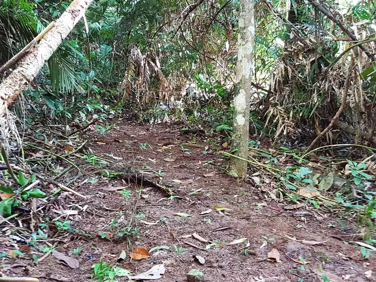 Second view of Homely land listing, Lot 145 Quandong Road, Daintree QLD 4873