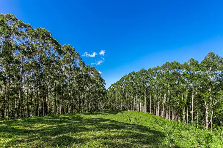 Fifth view of Homely rural property listing, 264 Arthur Road, Corndale NSW 2480