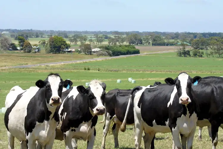 Fifth view of Homely rural property listing, 769 Timboon-Terang Road, Ecklin South VIC 3265