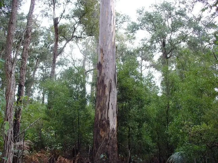 Lot 125 Karri Lane, Quinninup WA 6258