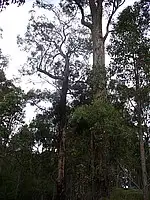 Second view of Homely land listing, Lot 125 Karri Lane, Quinninup WA 6258
