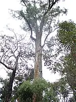 Third view of Homely land listing, Lot 125 Karri Lane, Quinninup WA 6258