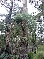 Fifth view of Homely land listing, Lot 125 Karri Lane, Quinninup WA 6258