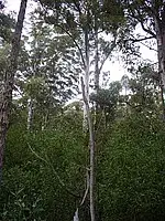 Sixth view of Homely land listing, Lot 125 Karri Lane, Quinninup WA 6258