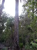 Seventh view of Homely land listing, Lot 125 Karri Lane, Quinninup WA 6258