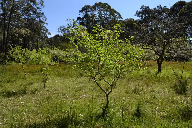 Fourth view of Homely rural property listing, 79 Willowford Road, Woollamia NSW 2540
