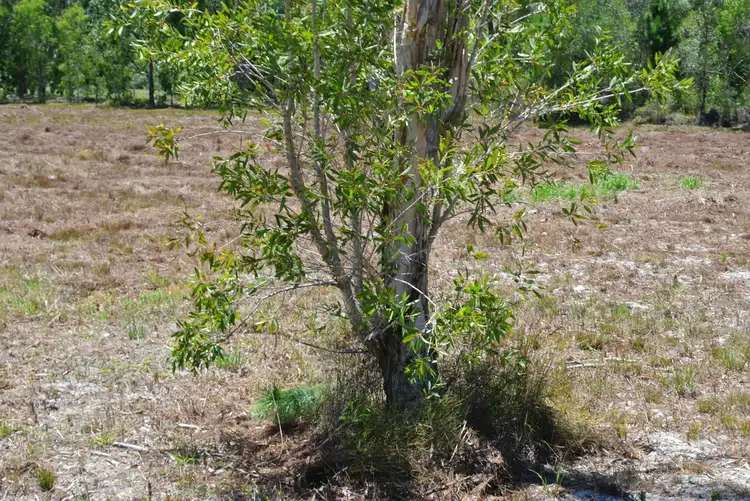 Fourth view of Homely land listing, 35 Osborne Court, Wallu QLD 4570