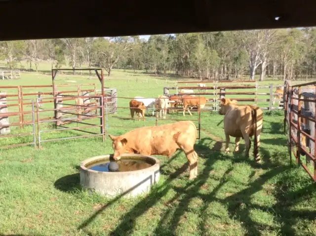 Sixth view of Homely rural property listing, 312 Maidenwell Upper Yarraman Road, Maidenwell QLD 4615